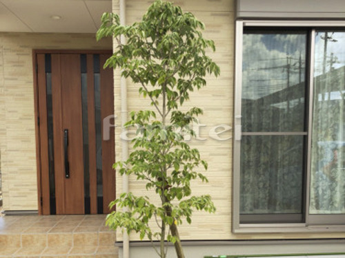 ����ܥ�ĥ꡼ �ϥʥߥ���(��) ���ռ� ����