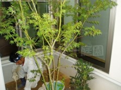 坪庭 植栽:紅葉