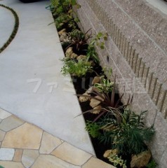 植栽 ベニドラ ロックガーデン