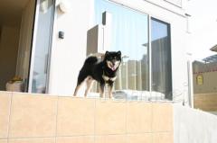 愛犬 てっちゃん