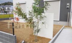植栽 シンボルツリー 常緑シマトネリコ