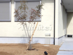 ����ܥ�ĥ꡼ ���ޥȥͥꥳ ���м� ����