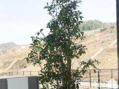 ���ۥ���ץ� ���ߥ�����������