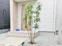 シンボルツリー シマトネリコ