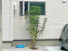 シンボルツリー シマトネリコ
