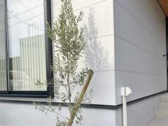 ����ܥ�ĥ꡼ ���꡼�� ���м� ����